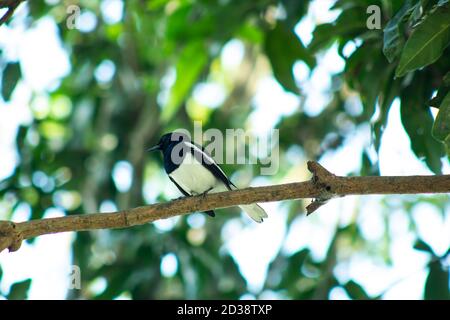 Allein stehende Bachstelze oder schwarz-weißer Doyel-Vogel auf Mangobaum Stockfoto