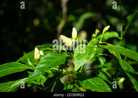 Weiße Pfefferpflanzen im heimischen Garten und es ist ein sehr Paprika Stockfoto