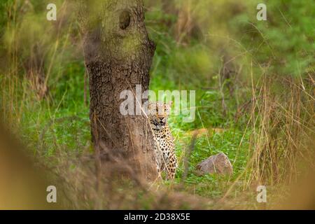 Indische Wildleopard oder Panther mit Augenkontakt in Monsungrün Hintergrund und in natürlichen szenischen Rahmen bei Jhalana Wald- oder Leopardenreservat Stockfoto