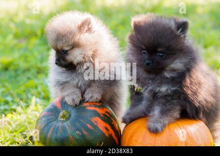 pommersche Hunde und Kürbis, halloween Stockfoto