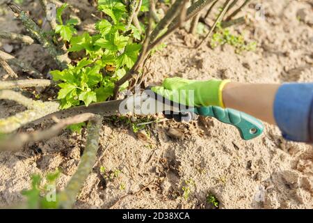 Frau Gärtnerin in Handschuhen mit Gartensäge schneidet Äste Stockfoto