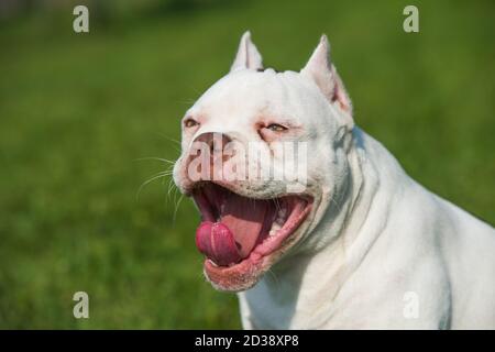 American Bully Welpen Hund gähnt oder lacht Stockfoto