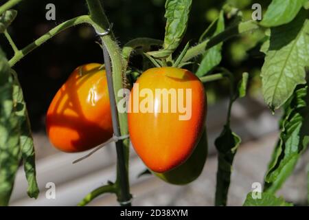 Nahaufnahme der Tomaten Stockfoto