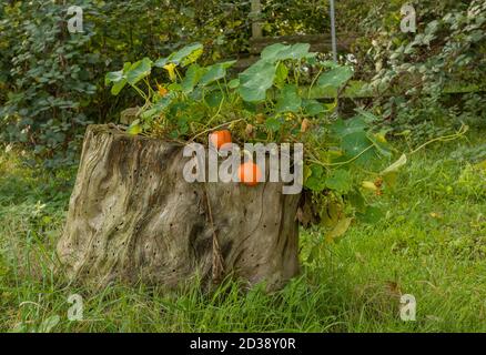 Hokkaido Kürbispflanze mit Früchten in einem alten Baumstumpf Stockfoto