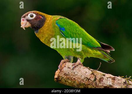 Brauner Kapuzenpapagei, Pionopsitta haematotis, tropischer Regenwald, Costa Rica, Mittelamerika, Amerika Stockfoto