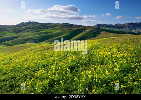 Blühende sanfte Hügel einer sizilianischen Landschaft mit grünem Gras Felder am Abend Stockfoto