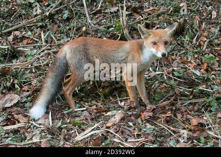 Porträt eines hübschen jungen Fuchses (Vulpes vulpes) im Wald Stockfoto