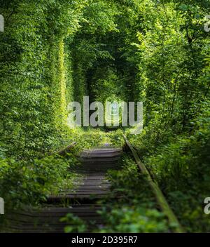 Love Tunnel (Eisenbahnstrecke im Wald bei Kleva, Ukraine. So genannt, weil vorher auf diese Weise Mädchen aus einem nahe gelegenen Dorf und Soldaten aus Stockfoto