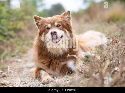 Braun Finnisch Lapphund Wandern in der Natur Stockfoto