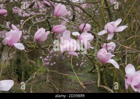 Frühling blühender sommergrüner Magnolienbaum (Magnolienkernling 'Charles Raffill') wächst in einem Woodland Garden in Rural Devon, England, Großbritannien Stockfoto