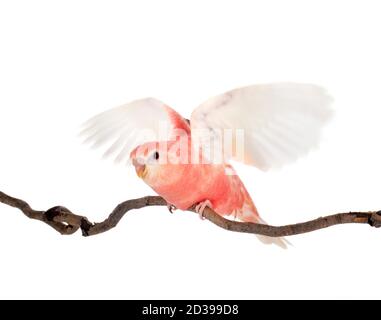 Bourke Papagei vor weißem Hintergrund Stockfoto