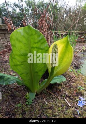 American or Western Skunk Cabbage, Lysichiton americanus, Einzelexemplar in Blüte im Moorgarten, Worcestershire, UK Stockfoto