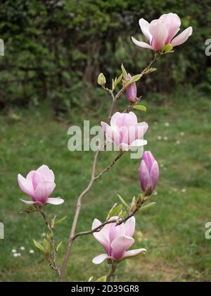 Pink Tulip Magnolia, Magnolia soulangeana lennei, junger Baum in Blüte, Worcester, UK. Stockfoto