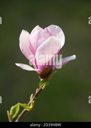 Pink Tulip Magnolia, Magnolia soulangeana lennei, Nahaufnahme einer einzelnen Blume, Worcester, Großbritannien. Stockfoto