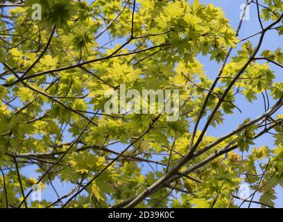 Zuckerahorn, Acer saccharum, Sonnenlicht, das im Frühjahr durch die Blätter scheint. Worcestershire, Großbritannien. Stockfoto