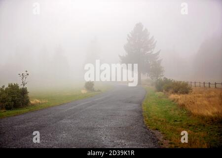 Neblige Landschaft mit großem Baum auf einer Seite der Straße, Herbsttag mit Regen und Nebel Stockfoto