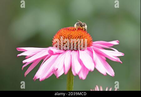 Insekt auf einer rosa Blume, sammelt Pollen (selektiver Fokus) Stockfoto