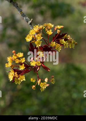 Spaeth's Sycamore, Acer pseudoplatanus atropurpureum, Spaethii, junge Blumen und Laub im Frühling. Heimisch in Europa und West Asa. Aufgenommen in Worcester Stockfoto