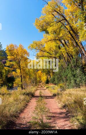 Wanderweg mit Bäumen und leuchtenden Herbstfarben entlang des San Miguel River in Telluride, Colorado, USA Stockfoto