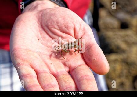 Hand des Menschen hält gemeinsame Küste Meereskrabbe auf niedrig Gezeiten an der Durham Heritage Coast - Vereinigtes Königreich Stockfoto