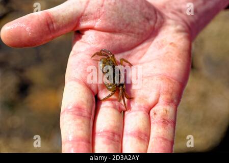 Hand des Menschen hält gemeinsame Küste Meereskrabbe auf niedrig Gezeiten an der Durham Heritage Coast - Vereinigtes Königreich Stockfoto