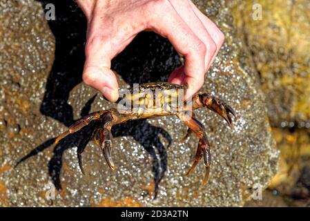 Hand des Menschen hält gemeinsame Küste Meereskrabbe auf niedrig Gezeiten an der Durham Heritage Coast - Vereinigtes Königreich Stockfoto