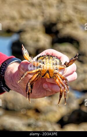 Hand des Menschen hält gemeinsame Küste Meereskrabbe auf niedrig Gezeiten an der Durham Heritage Coast - Vereinigtes Königreich Stockfoto