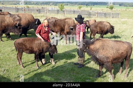 01. Oktober 2020, Sachsen, Wermsdorf: Cora Lechner steht mit ihrem Lebenspartner Johannes Boos in ihrem Bisongehege. Die junge Frau übernahm Anfang des Jahres eine Herde von 60 Bisons, die ihr Vater 2003 gründete. Gemeinsam mit ihrem Lebenspartner Johannes Boos (r) betreut sie die Zucht und ökologische Haltung der in Nordamerika weit verbreiteten Wildrinder. Sie finden auf 40 Hektar frisches Weidegras und erhalten Bio-Heu als Ergänzungsfutter. Das Fleisch der bis zu 900 Kilogramm schweren Pflanzenfresser wird in ihr als Frischfleisch und Bison-Wurstspezialitäten verkauft Stockfoto