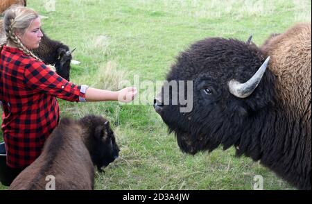 01. Oktober 2020, Sachsen, Wermsdorf: Cora Lechner steht mit dem Bullen 'Harka' (r) und dem handerhobenen Kalb 'Hannes' in ihrem Bisongehege in Wermsdorf. Anfang des Jahres übernahm die junge Frau eine Herde von 60 Bisons, die ihr Vater 2003 gründete. Gemeinsam mit ihrem Lebenspartner Johannes Boos (r) betreut sie die Zucht und ökologische Haltung der in Nordamerika weit verbreiteten Wildrinder. Sie finden auf 40 Hektar frisches Weidegras und erhalten Bio-Heu als Ergänzungsfutter. Das Fleisch der Pflanzenfresser, das bis zu 900 Kilogramm wiegen kann, wird als Frischfleisch verkauft Stockfoto