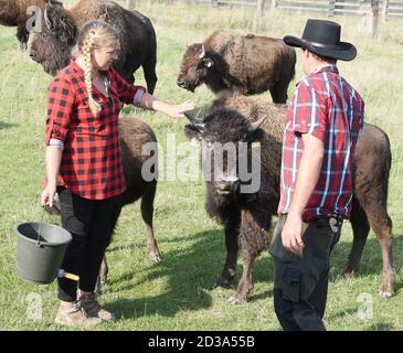 01. Oktober 2020, Sachsen, Wermsdorf: Cora Lechner steht mit ihrem Lebenspartner Johannes Boos in ihrem Bisongehege. Die junge Frau übernahm Anfang des Jahres eine Herde von 60 Bisons, die ihr Vater 2003 gründete. Gemeinsam mit ihrem Lebenspartner Johannes Boos (r) betreut sie die Zucht und ökologische Haltung der in Nordamerika weit verbreiteten Wildrinder. Sie finden auf 40 Hektar frisches Weidegras und erhalten Bio-Heu als Ergänzungsfutter. Das Fleisch der bis zu 900 Kilogramm schweren Pflanzenfresser wird in ihr als Frischfleisch und Bison-Wurstspezialitäten verkauft Stockfoto