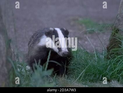 Dachs, Meles meles, alleinerziehend im Garten am späten Abend, Worcestershire, Großbritannien. Stockfoto