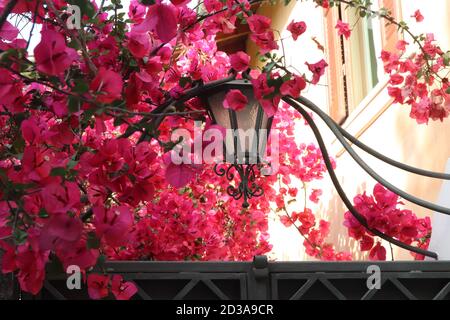 Schönes Bild von einem Bougainvillea Baum vor der Haustür mit einer Lampe in Lefkada, Griechenland. Stockfoto