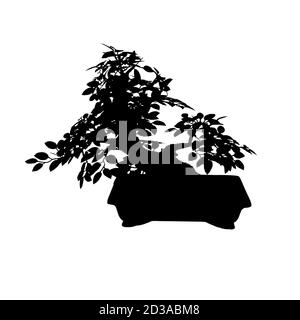 Bonsai Silhouette Baum isoliert auf einem weißen Hintergrund Stockfoto