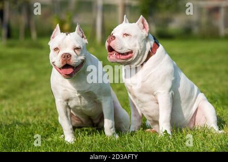 Zwei American Bully Welpen Hunde sitzen Stockfoto
