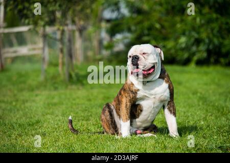 Brindle Mantel American Bulldog Hund Porträt draußen Stockfoto