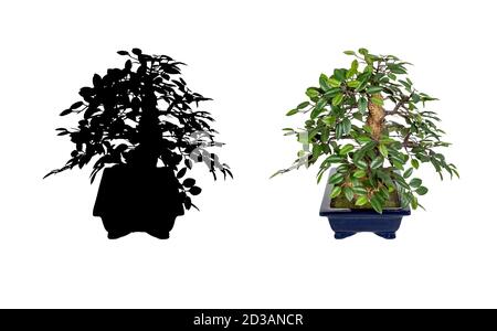 Bonsai-Baum auf einem weißen Hintergrund isoliert. Stockfoto