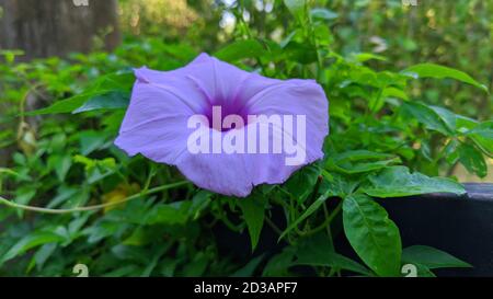 Pinkig violette Texturen. Ipomoea cairica, Eisenbahnzuchtboot. Eine herausragende bunte voll blühende Blume. Stockfoto