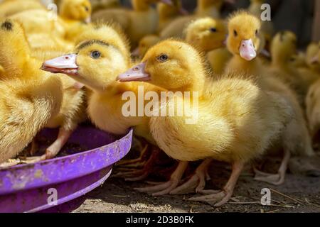 Eine Gruppe von Entlein. Anbauen von Geflügel zu Hause. Stockfoto