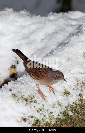 Dunnock, Prunella modularis, Erwachsener steht in Snow, Normandie Stockfoto