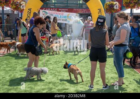 29. Juli 2018 Petapalooza, Eau Claire Market, Downtown, Calgary, Alberta. Hunde und ihre Besitzer warten darauf, die Kühlstation zu benutzen. Stockfoto
