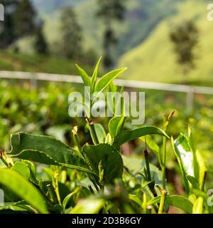 Blätter eines Teebaums Buschansicht auf dem Hintergrund Der Plantage Stockfoto