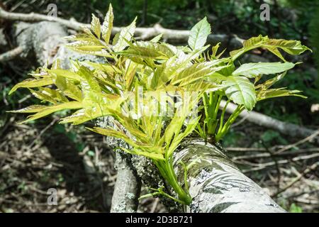 Die Natur findet immer einen Weg. Nahaufnahme des frischen Eschenkernlings aus einem zerbrochenen und gefallenen Ast. Stockfoto