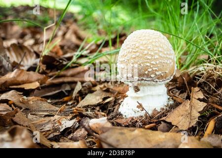 Nahaufnahme der kleinen amanita pantherina in der Natur. Panther Kappe falschen Blusher giftigen Pilz. Stockfoto