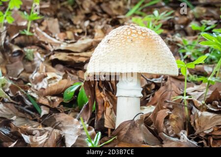 Europäischer Blusher-Pilz. Essbar. Amanita Rubescens Stockfoto