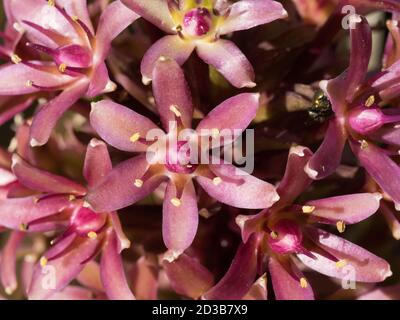 Ananas Lily, Eucomis comosa, Sekt Burgund Sorte, Nahaufnahme von Blumen, Worcestershire, Großbritannien. Stockfoto