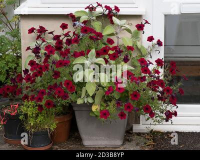 Anzeige von tiefroten Petunias, die in einem großen Topf wachsen. Worcestershire, Großbritannien Stockfoto