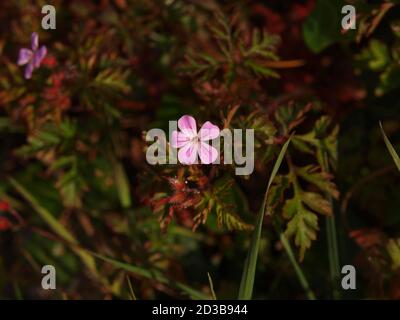 Winzige rosa Blume Stockfoto