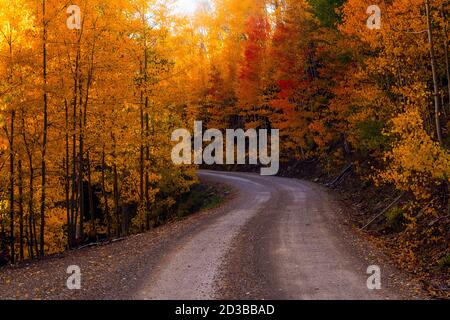 Malerische Herbstlandschaft mit einer gewundenen Feldstraße durch bunte Aspen-Bäume mit Herbstfarben in der Nähe von Dolores, Colorado Stockfoto