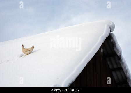 Optimistische Henne sitzt auf dem verschneiten Dach des alten hölzernen Dorfhauses. Fliegendes Huhn entkam im Winter aus dem Coop, um zu leben. Kostenlose Vogel genießen li Stockfoto