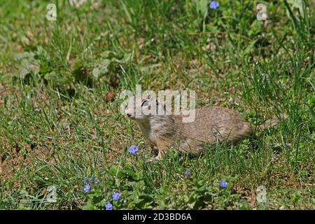 Europäische Zieselmaus, Spermophilus Citellus, Erwachsener, Frankreich Stockfoto